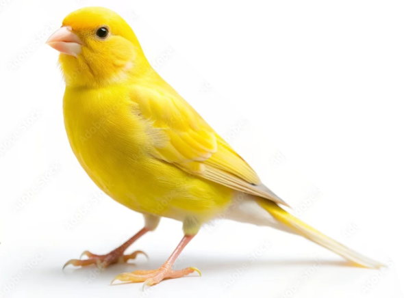 Trayectoria